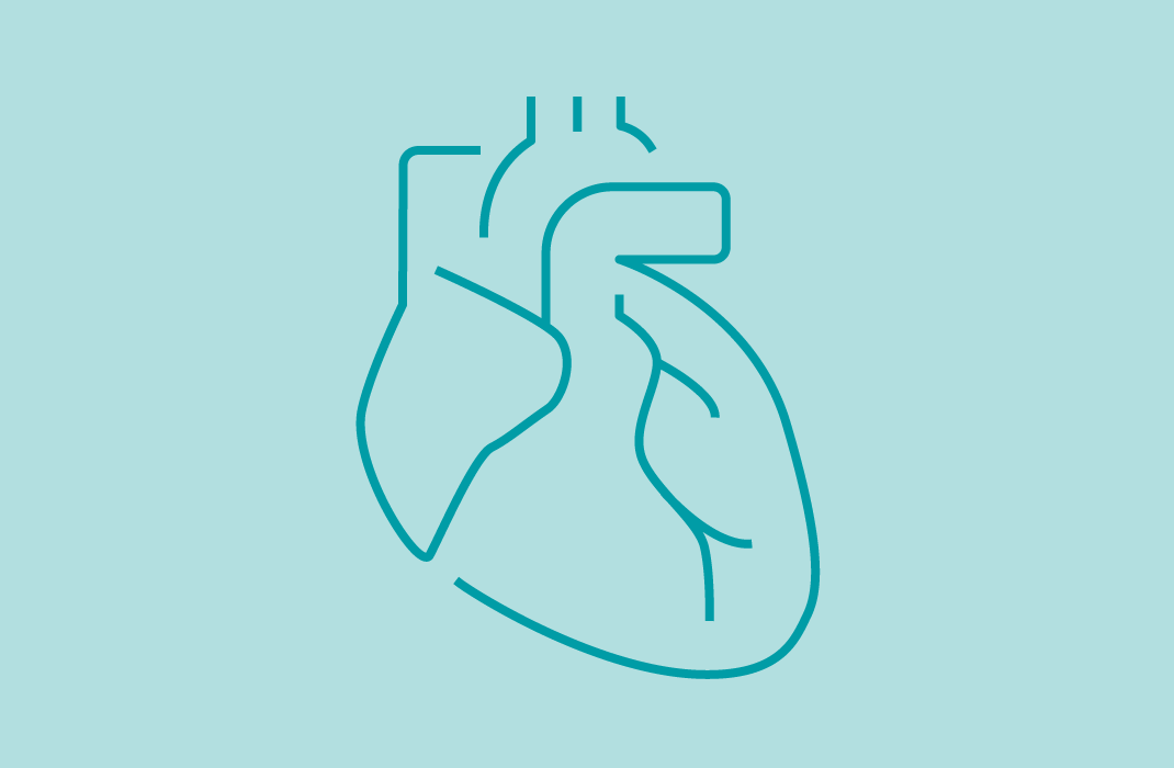 Line drawing of an anatomical heart