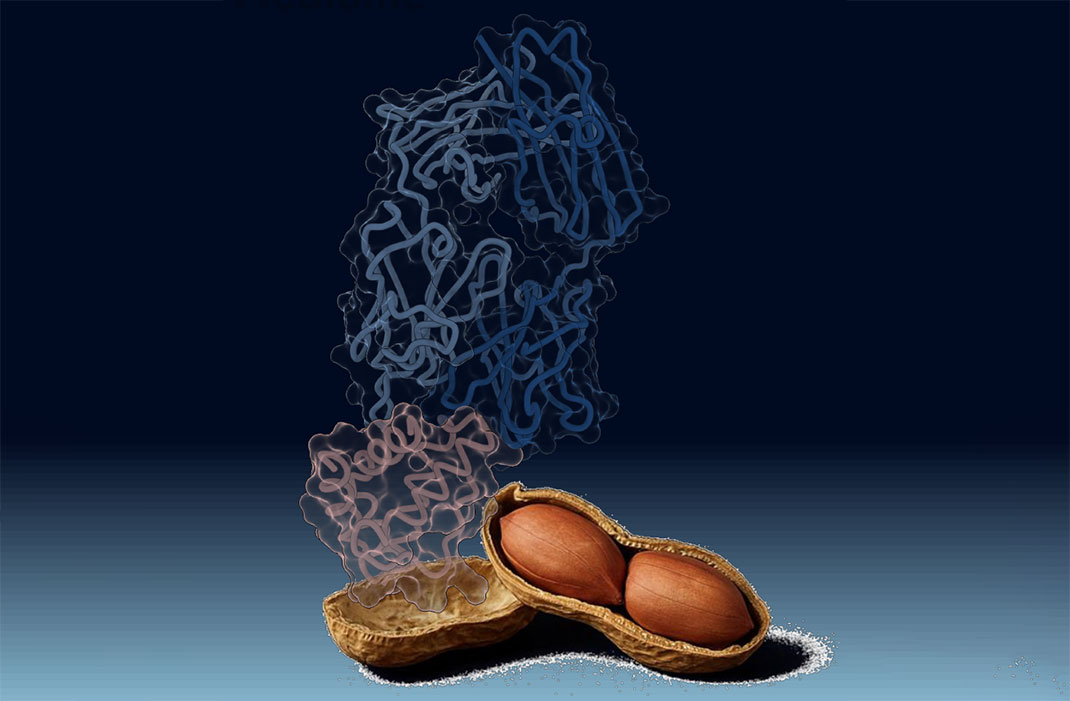 Scientists Uncover Insights into the Origins of Antibodies to Peanut