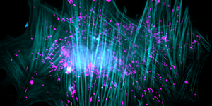 scientific image showing fibrosis treatment