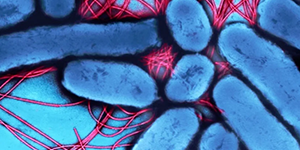 close of cells with bacteria