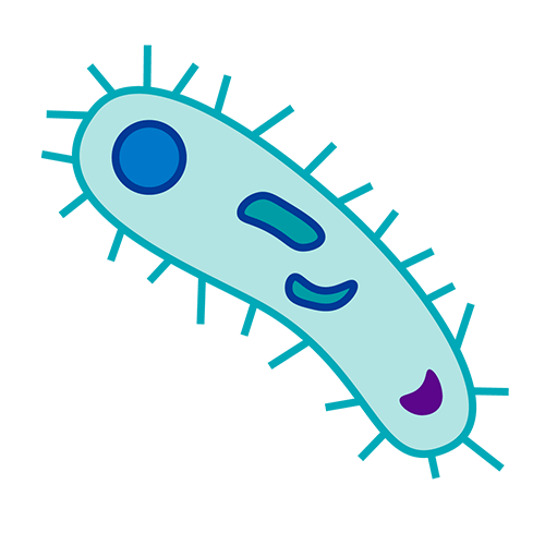 Illustration of gut microbiome