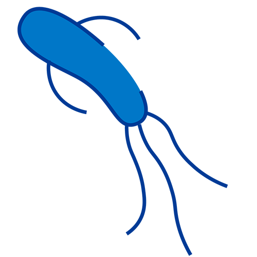 Illustration of gut microbiome