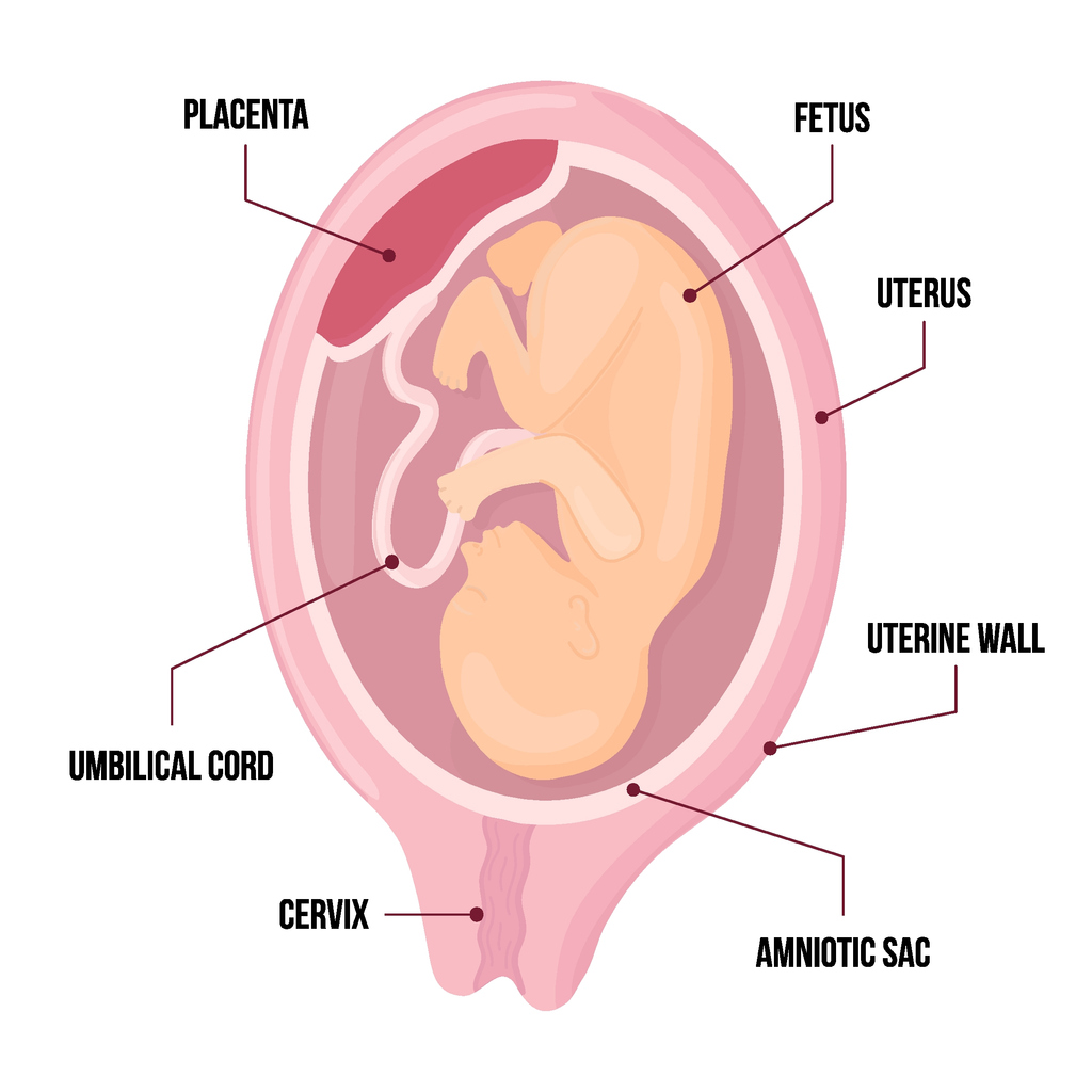 Diagram of baby in womb
