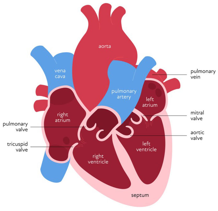 Anatomy of a heart, labeled. The heart has 4 chambers: the left and right atrium on top, and the left and right ventricle on the bottom. 