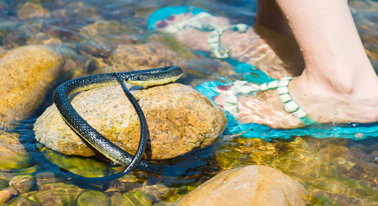 Snake bites can occur in the wilderness