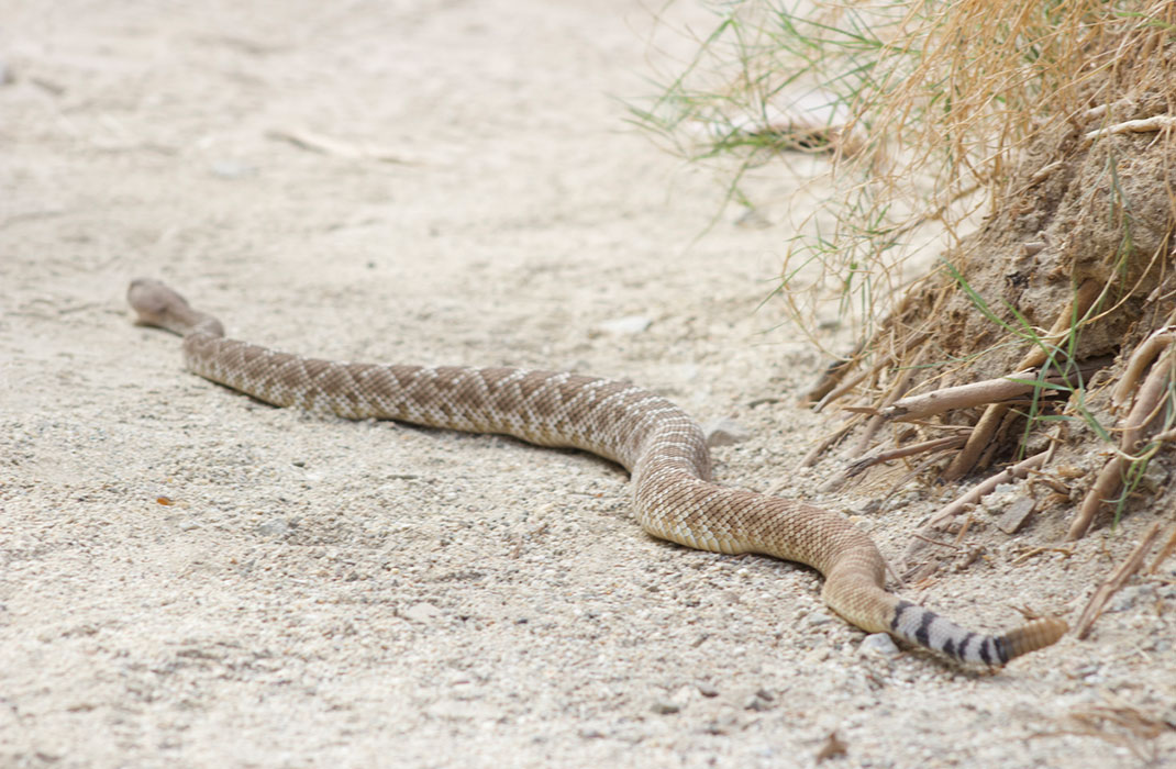 Diamondback rattlesnake