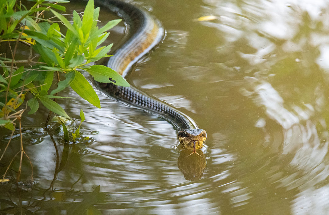 Water moccasin (cottonmouth)