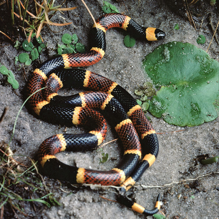 Eastern coral snake