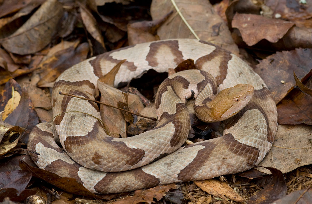 Northern copperhead