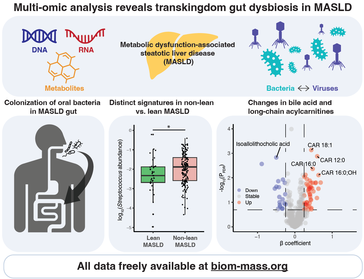 Multi-omic analysis reveals transkingdom gut dysbiosis in MASLD.