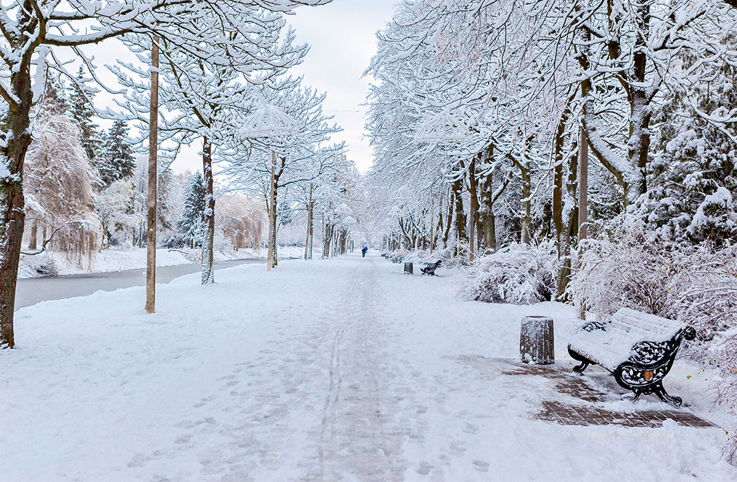 A path flanked by trees covered in snow. 