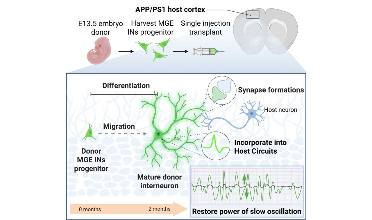 Graphical abstract showing how transplanted donor cells migrated, matured and integrated with the host brain to restore slow oscillation.