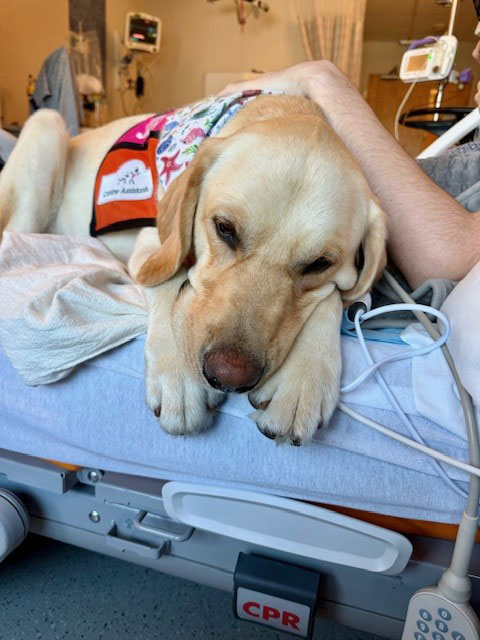 Kayce, a yellow Labrador Retriever and facility dog, lies down on a patient's hospital bed.