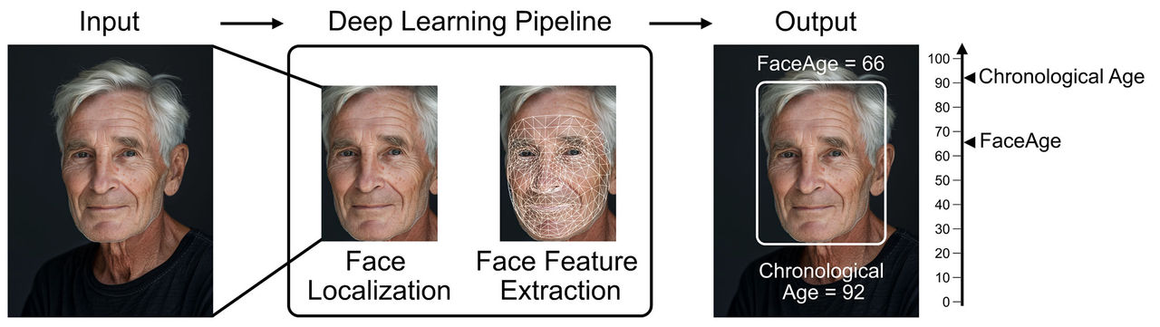 A graphic of the input, deep learning, and output pipeline of the FaceAge AI tool measured against an age bar on the y-axis