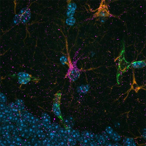 Brain support cells—astrocytes enriched in the protein cadherin-4 (CDH4)