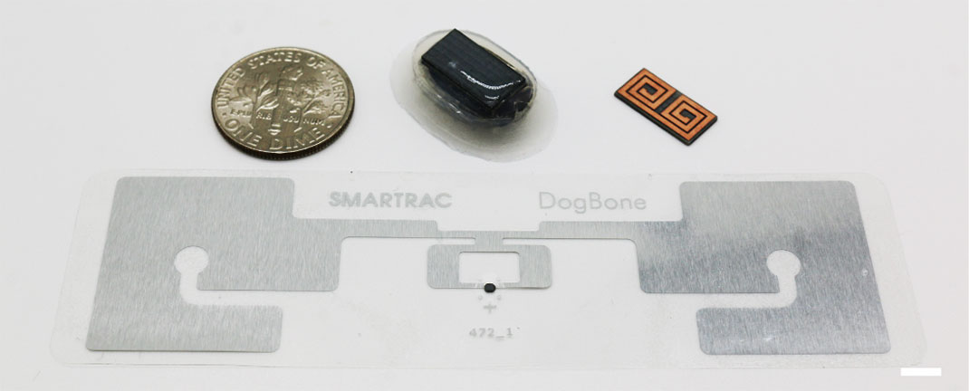 Size comparison between a commercial Smartrac RFID temperature tag (by Avery Dennison) and the MUSAS RFID temperature sensor. (Scale bar: 5 mm).