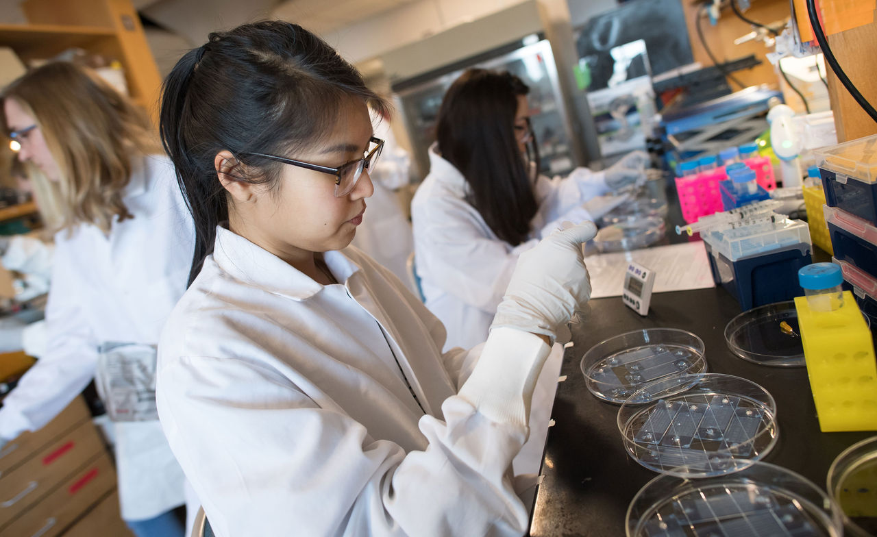 Researchers in the Stott laboratory look at tumor specimens in lab. 