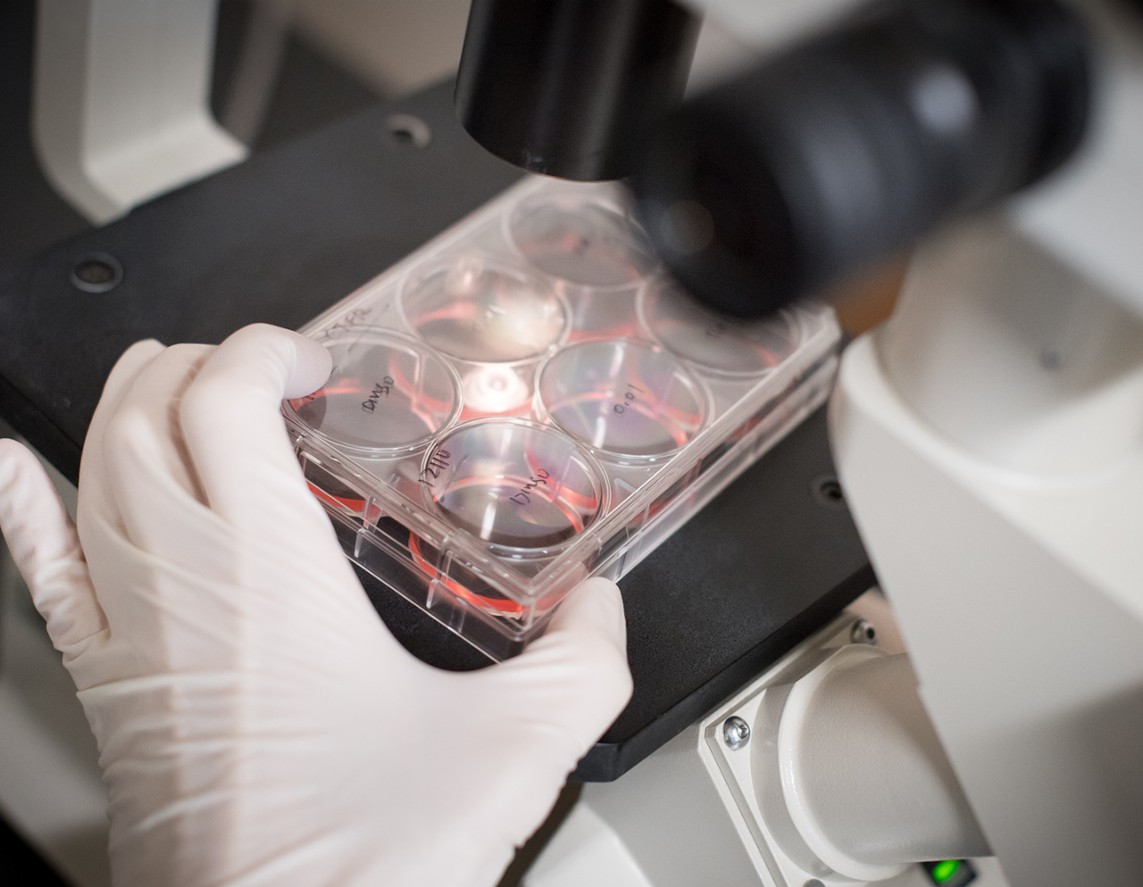 researcher viewing samples under a microscope