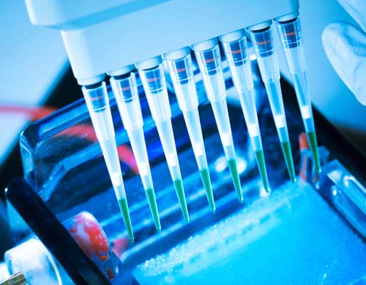 Loading amplified DNA samples to agarose gel with a multichannel pipette.