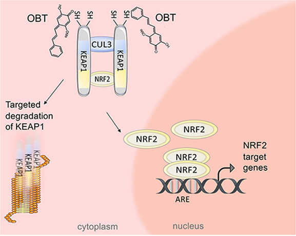 The transcription factor Nrf2 plays a key role in maintaining cellular homeostasis in response to oxidative stress by regulating the expression of ARE dependent genes. 